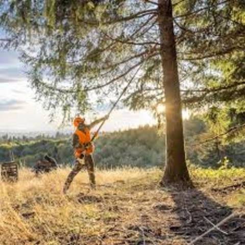 2026 Stihl Pole